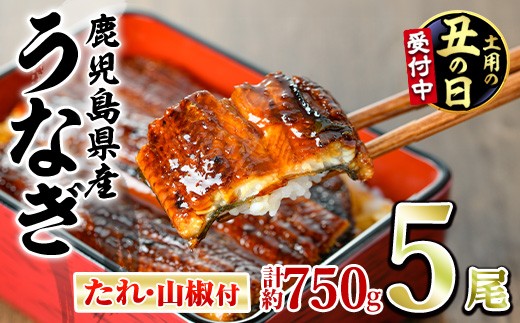
                  ＜丑の日発送も選べる！＞東串良町のうなぎ蒲焼(無頭)(5尾・計約750g・タレ、山椒付)うなぎ 高級 ウナギ 鰻 国産 蒲焼 蒲焼き たれ 鹿児島 ふるさと 人気【アクアおおすみ】
                