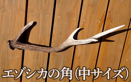 福島町産　エゾシカの角（中サイズ） FKB007