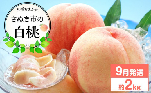 【先行予約】さぬき市の白桃 約2kg 9月発送 品種おまかせ【国産 もも 桃 白桃 白鳳 あかつき 清水白桃 なつおとめ 川中島白桃 まどか 黄金桃 西大母 飯田桃園 さぬき市】