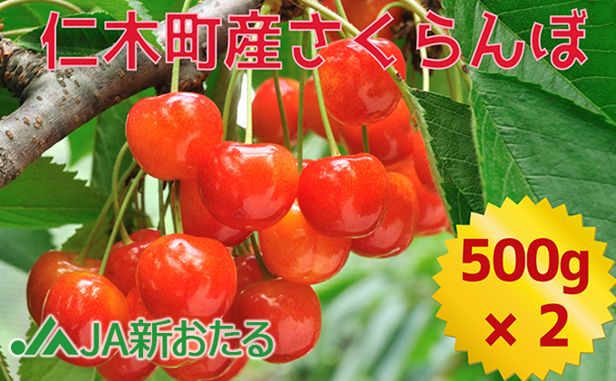 北海道 仁木町産 生産者厳選品 7月旬 さくらんぼ 1kg（500g×2） サクランボ チェリー フルーツ 果物 果物類 ギフト 仁木町 仁木 [JA新おたる]