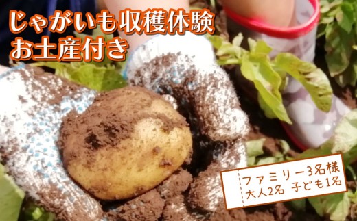 じゃがいも堀り お土産付き 大人 2名 子ども 1名 親子 沼津 戸田  実季楽農園 【海と山に育まれた 戸田 の恵を掘り起こそう】 収穫 収穫体験 体験 野菜 じゃがいも 掘り 思い出 観光 沼津市 静岡県