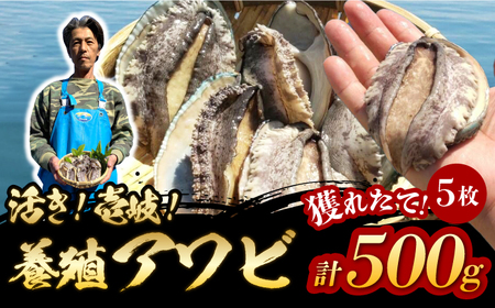 国産養殖アワビ 活き！壱岐！アワビ 計500g（約100g×5枚）《壱岐市》【住吉水産】アワビ 鮑 養殖 貝 海産物 魚介 魚貝 産地直送 お刺身 冷蔵発送[JDQ007]