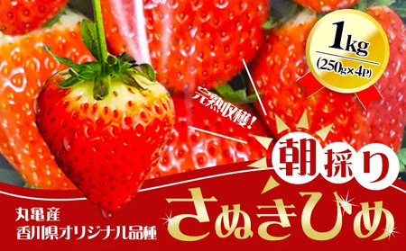 いちご 朝採り さぬきひめ 1kg いちご 苺 苺 配送：2026年1月～