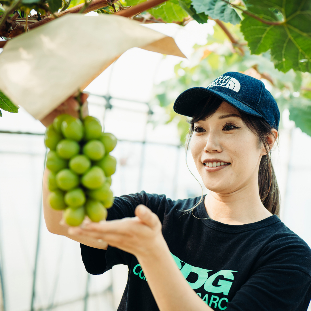 【 先行予約 9月上旬以降発送】 数量限定 八千代町産 シャインマスカット 約 1.3kg (2～3房 ) 産地直送 フルーツ ぶどう 果物 ブドウ 葡萄 マスカット [CU001ya]