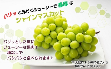 【2024年先行予約 極撰】シャインマスカット　約2kg（3～5房）