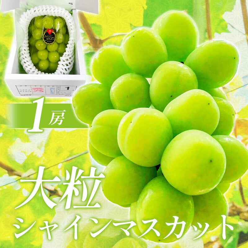 【ふるさと納税】 シャインマスカット 1房 皮ごと食べられる 果物 フルーツ ぶどう ブドウ マスカット 新鮮 甘い 大粒 大きい 先行予約 季節限定 期間限定 冷蔵 特産品 お取り寄せ グルメ