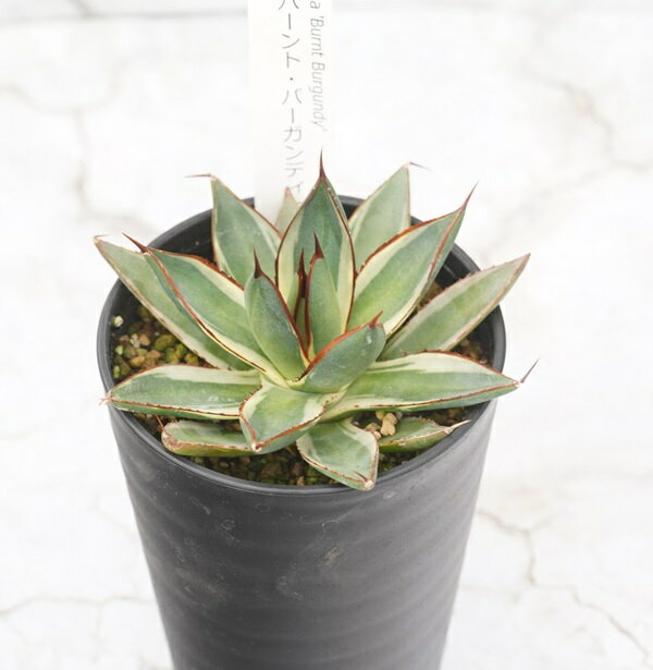 【ふるさと納税】アガベ「バーント・バーガンディ」覆輪 3.5号鉢 四国ガーデン 人気 多肉植物 インテリア 観葉植物 グリーン リラックス｜B318