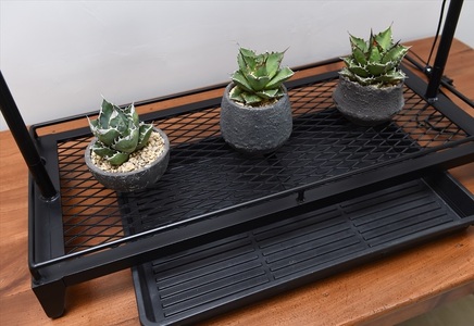 ライティングレール付き植物棚 ボタニカルラック Wstandard 〈丹波市〉 インテリア 家具