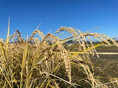 【先行予約】京都府・亀岡産 令和6年産 栽培期間中農薬不使用 自然栽培米 コシヒカリ 玄米 5kg 亀岡オーガニックアクションがお届け※離島への配送不可※2024年11月以降順次発送予定