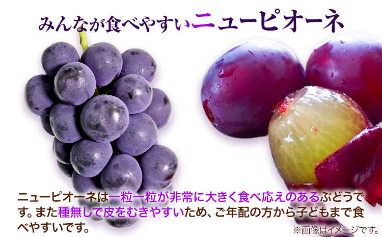 岡山県産ニューピオーネ（1房680g以上）つる付き1房入り 令和7年産先行受付《9月上旬-10月中旬頃出荷》【配送不可地域あり】