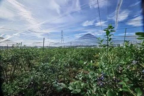 Fuji Berry 急速冷凍ブルーベリー1kg