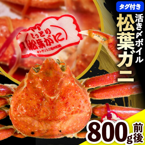 【ふるさと納税】松葉ガニ ブランドタグ付 蟹セレブ タグ付き 活〆ボイル 松葉ガニ 800g giverichホールディングス《11月中旬-2月下旬頃出荷》