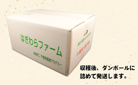 【先行予約】 大玉 ラブコールメロン 3玉  数量限定 メロン メロン メロン メロン メロン はぎわらファーム