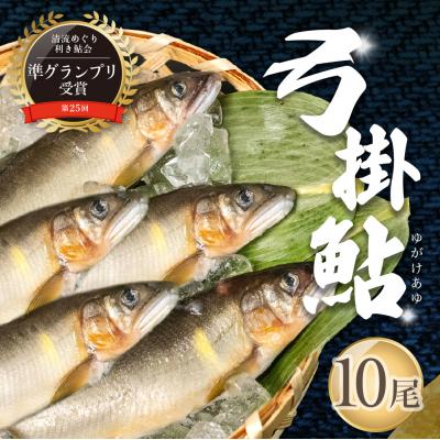 ふるさと納税 下呂市 (2026年8月上旬頃から発送)弓掛の天然鮎 10尾セット【107-2】