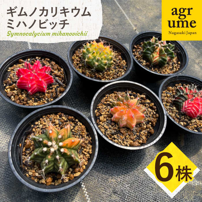【ふるさと納税】ギムノカリキウム ミハノビッチ 6株 Gymnocalycium mihanovichii 長与町/アグリューム[EAI279]