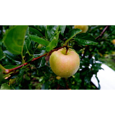 【ふるさと納税】山田果樹園　トキ　3kg【1256748】