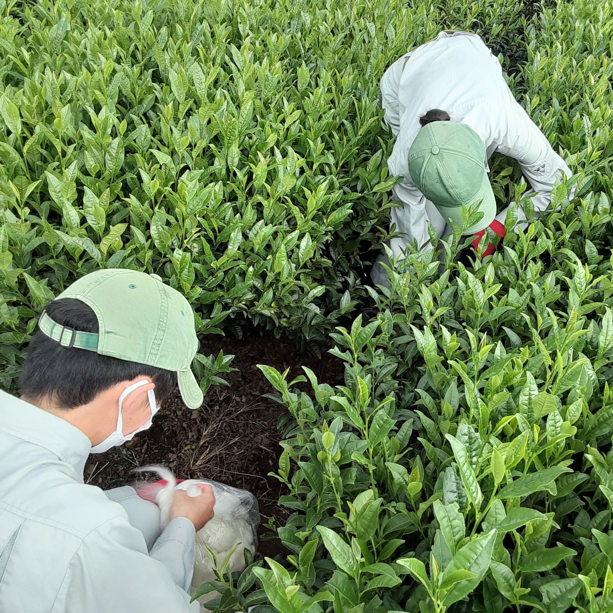 ウールで育てたお茶 お試しセット（かぶせ茶、ほうじ茶）マルシゲ清水製茶│お茶 茶 飲料 ギフト 贈り物 プレゼント 三重県 四日市 四日市市_イメージ5