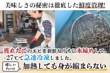 佐賀県有明海産 天然芝海老むき身(加熱用) 1kg(100g×10袋）｜海老 エビ 剥き 真海老 国産 加熱用 使い切り 水洗い不要 簡単調理 ストック 主婦に最適 佐賀県鹿島市 人気 送料無料　C-