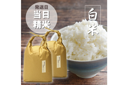 米 元気つくし 精米 5kg × 2袋 計 10kg [ビーキューブ 福岡県 筑紫野市 21760552] お米 白米 福岡県産 穀物 もちもち