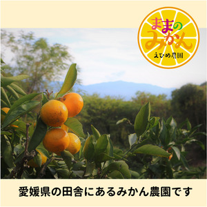 【新品種登場！】＜産地直送＞【数量限定】みかん「愛果48号」　サイズ不揃い3キロ　家庭用 2025年3月中旬頃～順次発送【訳あり ふぞろい 甘い みかん 愛媛】