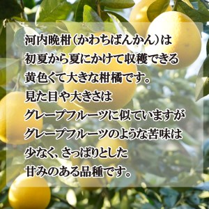 【贈答用】先行予約 愛南育ち 吉田農園 愛南産の河内晩柑 約10kg 柑橘 フルーツ お中元 ギフト プレゼント 愛媛県 愛南町