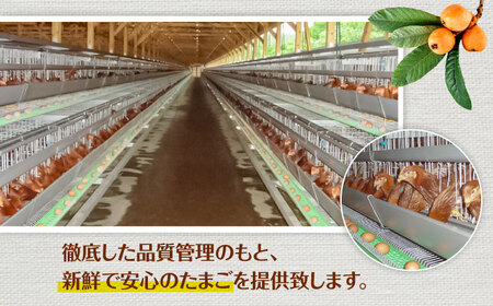 産直枇杷たまご 5kg / 卵 たまご 鶏卵 国産 玉子 枇杷 / 諫早市 / 長崎県養鶏農業協同組合[AHCX003]