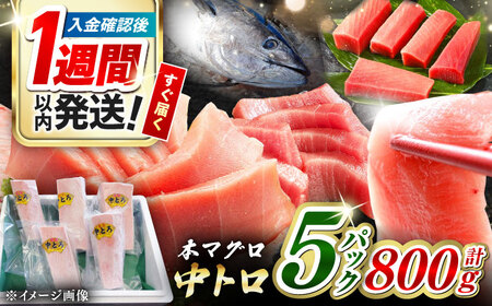 【1週間以内発送】対馬産 養殖 本マグロ 中トロ 800ｇ(5パック) マグロ 鮪 まぐろ 本鮪 中とろ  [WAH019] スピード発送 最速発送 最短発送