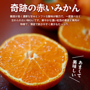 先行予約 小原紅早生みかん 約3kg みかん