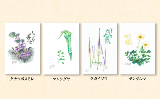 絵葉書 はがき オリジナル 10枚 セット ハガキ 可愛い ギフト 風景 花 植物