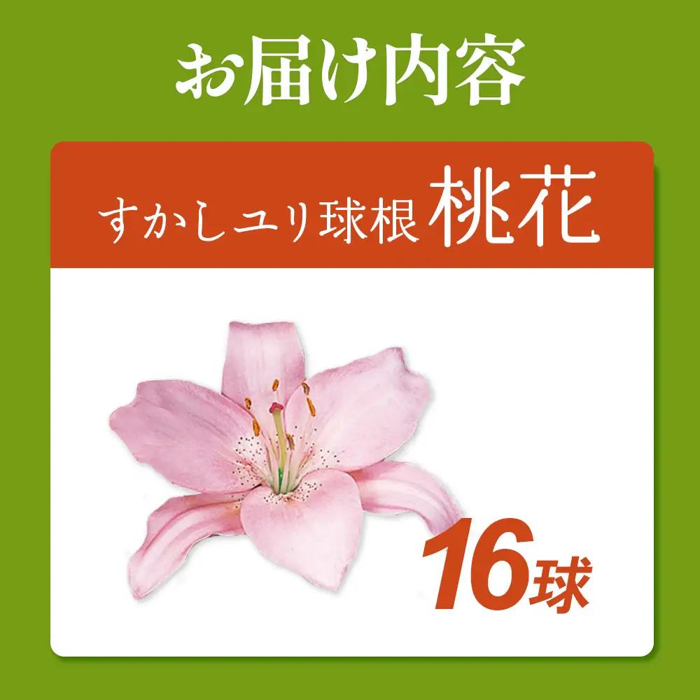 【期間限定】ユリ球根 すかしユリ 桃花16球 桃花品種 花 フラワー 園芸 ガーデニング 植物 高品質 送料無料