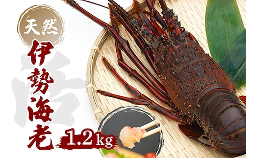 
										
										産地直送 ! ＜ 生 ＞ 伊勢海老 ( レシピ付き ) 1.2kg おすすめ えび 海老 贈答 生きたまま発送 いせえび 人気 
									