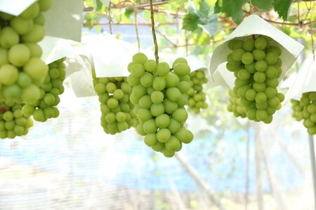 〈2025年度配送分〉甲府市産　シャインマスカット×黒系ぶどう　約1.0kg（2～3房）