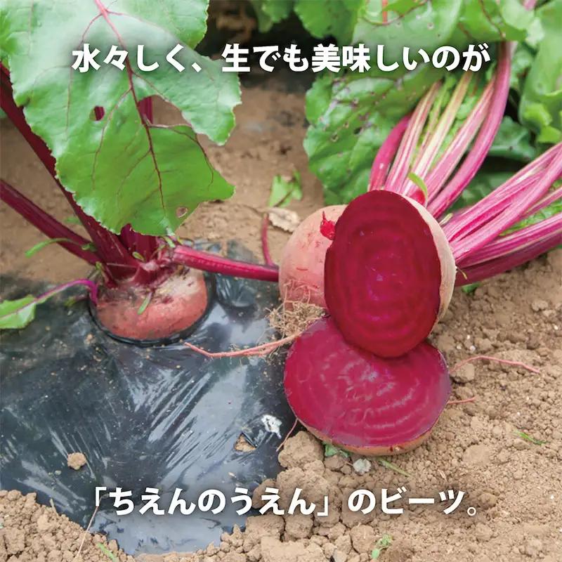 【最短翌日発送】 ビーツ水煮 200g 7袋 (1.4kg) ビーツ レトルト パウチ 神奈川県 平塚市