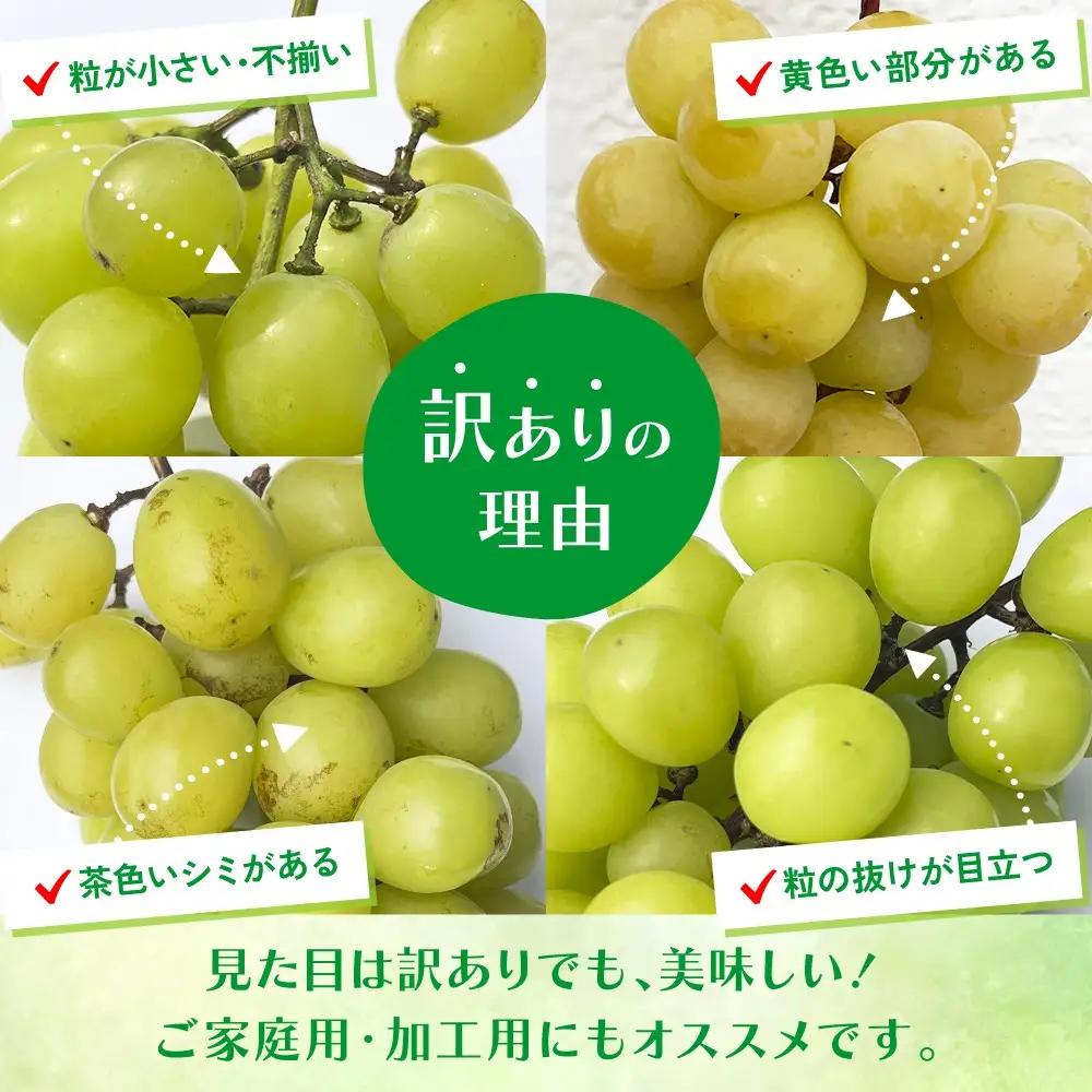 【2026年発送★先行予約】【訳あり】 シャインマスカット 2～3房 約1kg ※クール便　154-027-26y | 不揃い ご自宅用 ご家庭用 フルーツ 果物 高評価 人気 ランキング おすすめ 