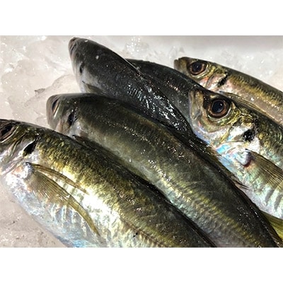 竹中水産の一本釣り真鯵!1キロ前後【C22−238】【配送不可地域：離島・北海道・沖縄県・東北・関東・信越、北陸・東海・九州】【1073399】