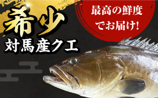 対馬産 幻の高級魚 クエ 1.2kg《対馬市》【保家商事】 くえ 高級魚 アラ 魚 クエ 希少 人気 ランキング 冷凍 対馬 長崎 九州 つしま 対馬市 海鮮 魚介 刺身 刺し身 バラエティ しゃぶし