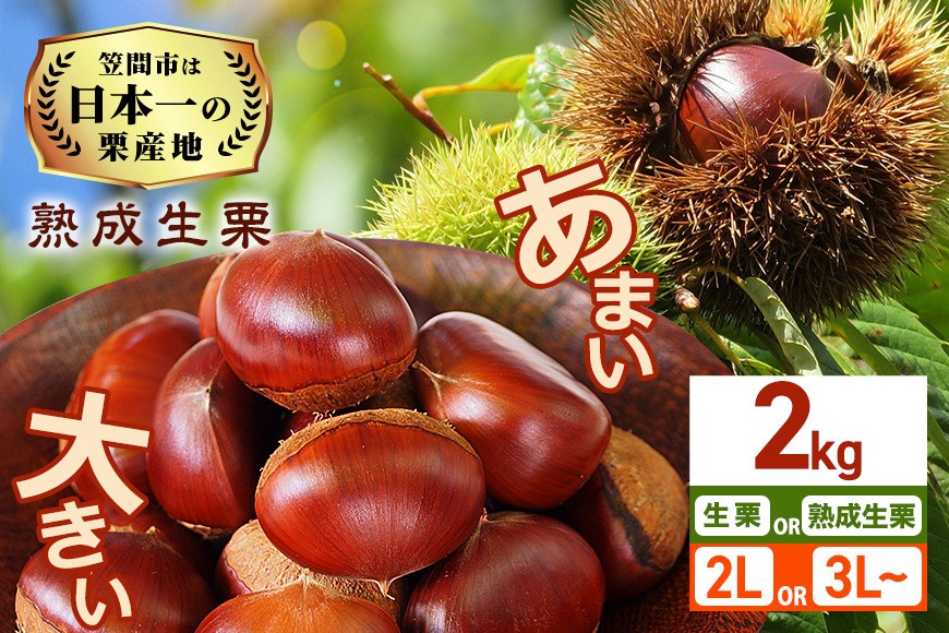 
                  【2026年先行予約】 生栗 栗 2kg 選べる 生栗/熟成生栗 2L / 3L～ 特大 熟成 数量限定 国産 和栗 くり クリ スイーツ 果物 フルーツ 栗きんとん モンブラン 栗ご飯 栗ごはん 秋 旬 低温熟成 ギフト プレゼント 農産物直売所すわ 笠間市 栗生産量 日本一 茨城県 いばらき
                