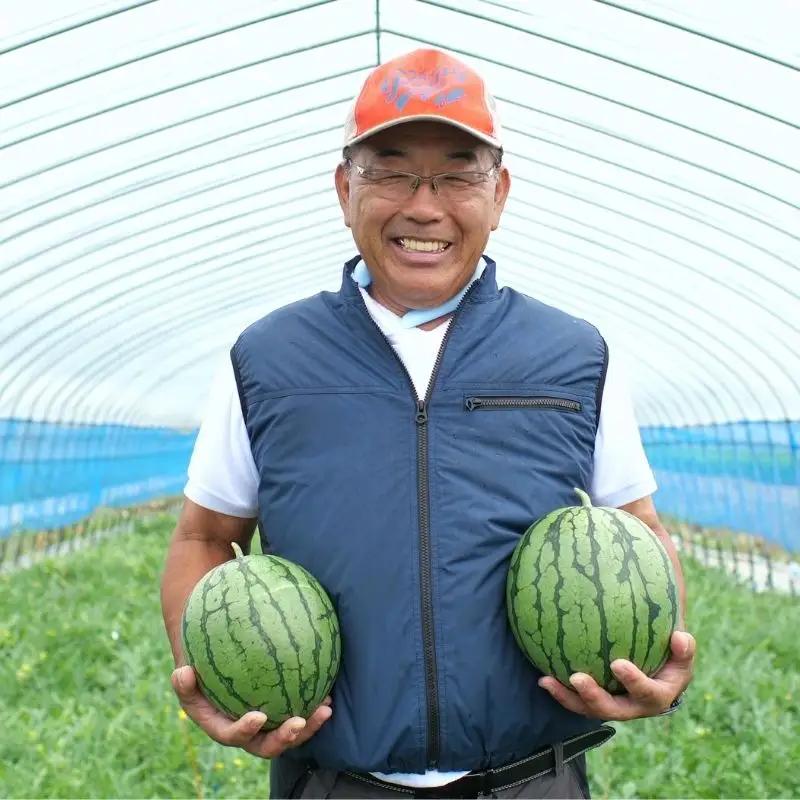 スイカ ひまわり すいか  2玉 小玉 ※8月中旬～8月下旬頃順次発送予定【sun402-2-8】 