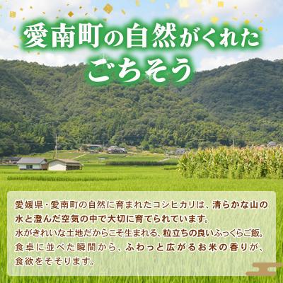 ふるさと納税 愛南町 新米 令和7年産 コシヒカリ 10kg ( 5kg ×2) 米 お米 白米 精米 愛南町 和家農園 |  | 02