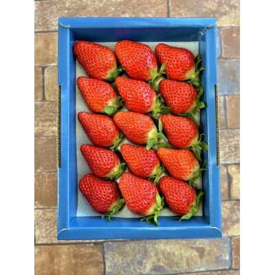 【ふるさと納税】「内山いちごの国」の特別ないちごを15粒箱詰め【配送不可地域：離島】【1346279】