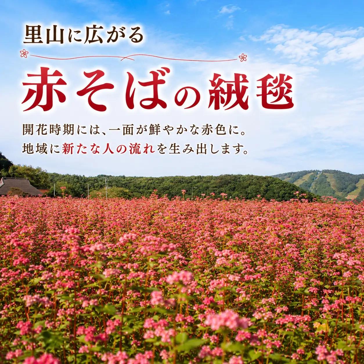 ■返礼品なし■ 八幡高原「赤そば蜂蜜」採取プロジェクトへの支援 耕作放棄地を「幻の蜂蜜」の生産拠点へ（10,000円）