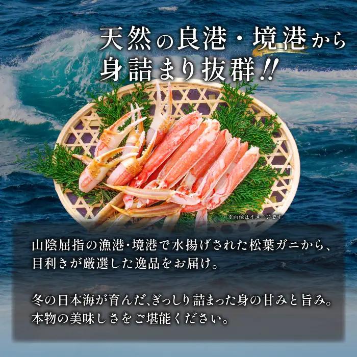 【蒸し】訳あり足折れ松葉ガニ 1.5kg前後 【訳あり 松葉ガニ 松葉がに 松葉蟹 まつばがに かに カニ 冷蔵 チルド ブランド ズワイガニ 蒸し ボイル 足折れ 自宅用 国産 季節限定 お取り寄せ