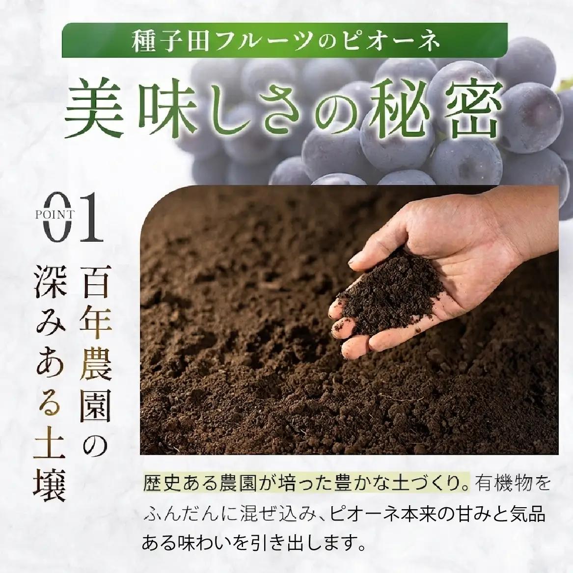 ぶどう 【大粒・種なし】ピオーネ（ニューピオーネ）2kg ぶどう 