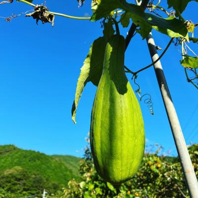 ふるさと納税 南国市 ナチュラルボディースポンジ(特々大サイズへちまたわし) |  | 02