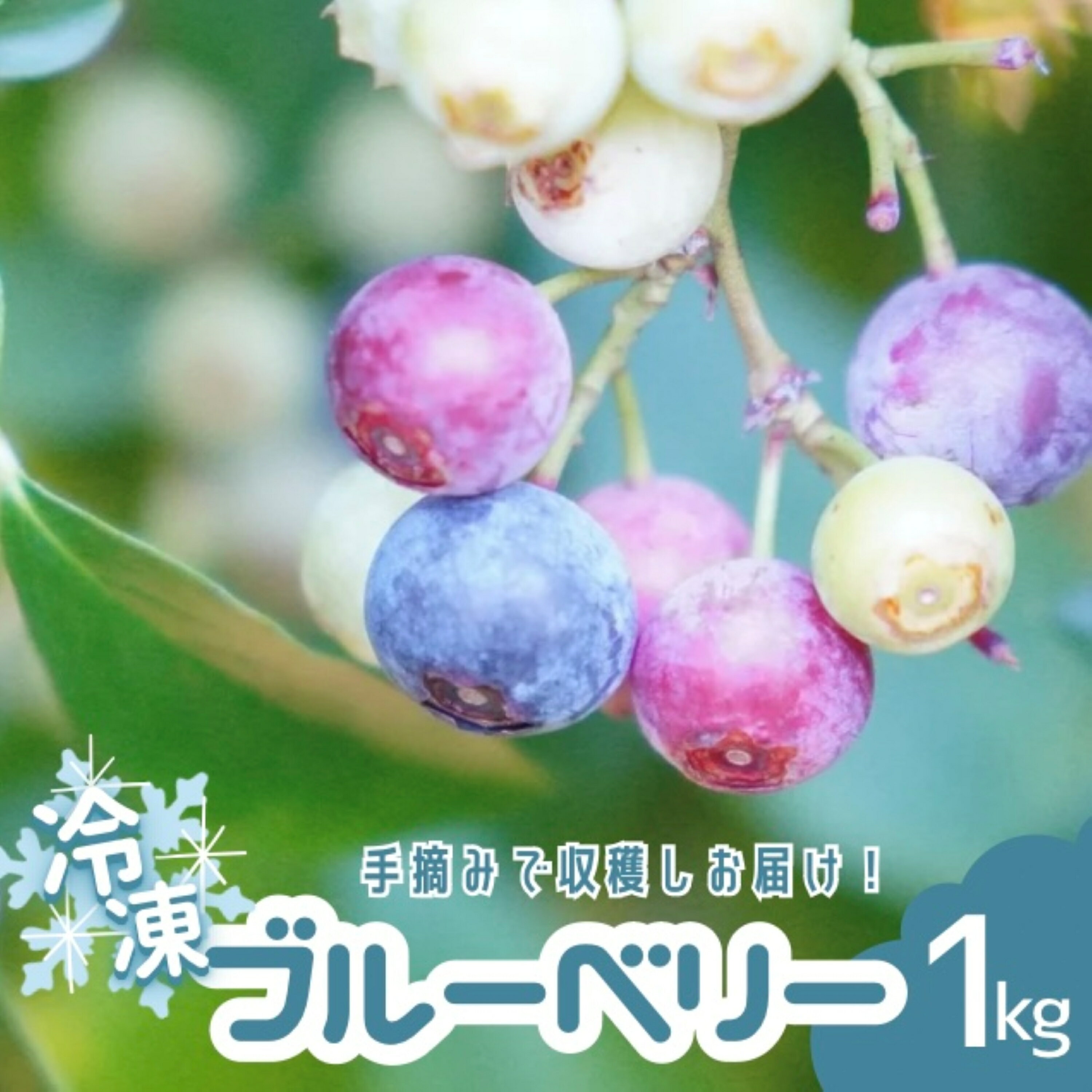 【ふるさと納税】 【9月26日までの受付】無農薬 童集乃村 ブルーベリー 冷凍 1kg フルーツ 果物 くだもの スムージー ジャム 朝食 デザート 特産品 人気 おすすめ 国産 旬 三重県 熊野市 【8月上旬〜9月下旬ごろ発送】