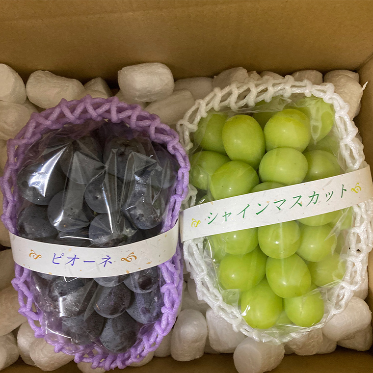 ぶどう 2品種 食べ比べ（各１房ずつ）【2026年8月より発送開始】（茨城県共通返礼品 [ぶどう]：結城市産）  詰め合わせ 果物 フルーツ 茨城県産 [BI450-NT]