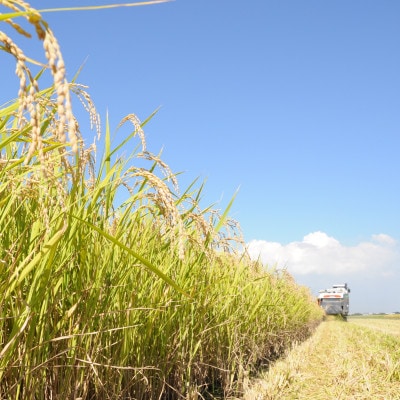 【毎月定期便】茨城県河内町産コシヒカリ10kg(10kg×1袋)全3回【配送不可地域：離島・沖縄県】【4058878】