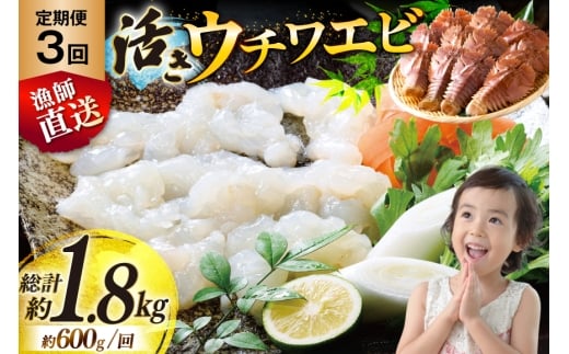 活 うちわえび エビ 海老 海鮮 3回 定期便 ウチワエビ 5～8尾(約600g) 総計1.8kg [ひばり 長崎県 平戸市 hr42bgy420156] 魚介 海産物 鍋 刺身 刺し身 新鮮 国産 お取り寄せ