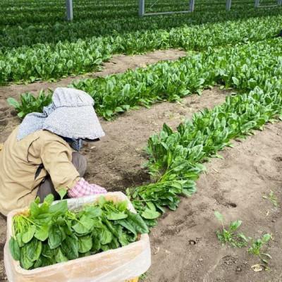 ふるさと納税 島原市 【毎月定期便】産地直送　水菜　10束全6回 |  | 03