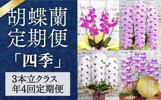 A112 〈季節の胡蝶蘭定期便〉